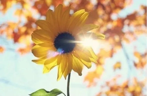 每日摘抄优美句子文案10字