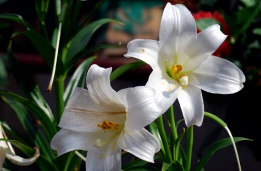 百合的诗词名句文案