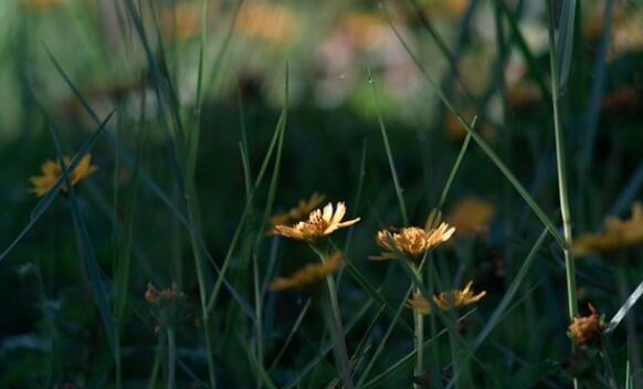 开心的图片有文字