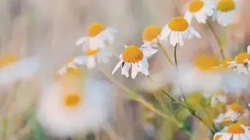 描写风景优美句子文案60字