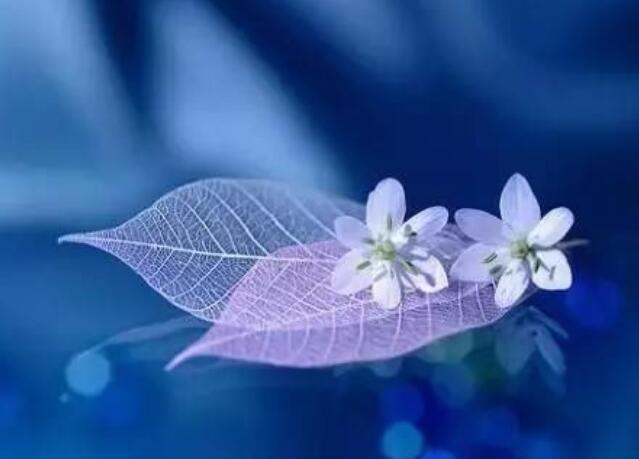 优美的晚安心语