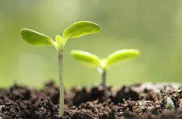 关于树成长的句子文案励志