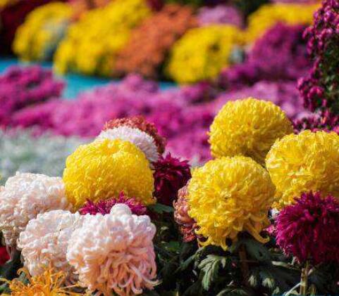 菊花的形状描写