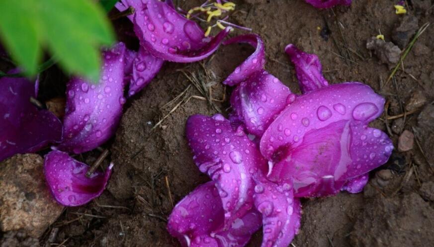 关于寒食节的文案