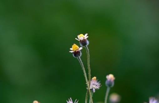 关于绽放的励志句子文案