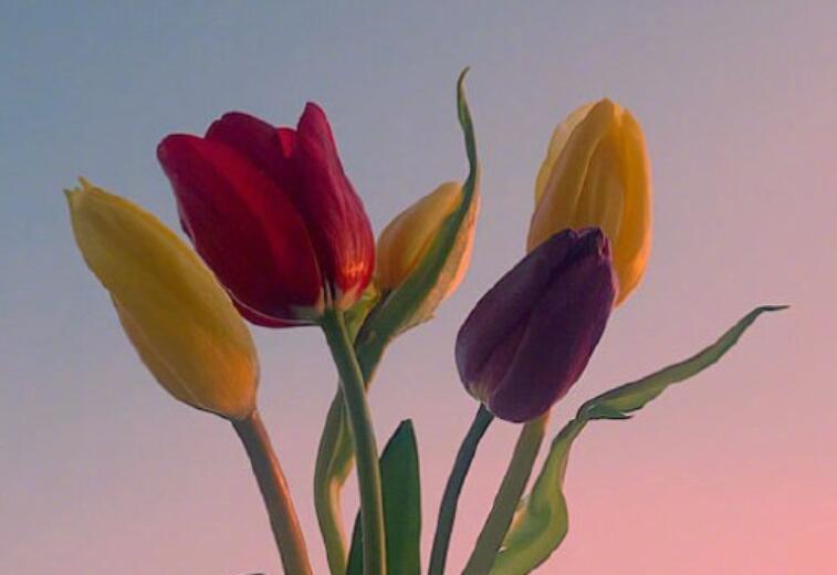 命运的句子文案说说心情