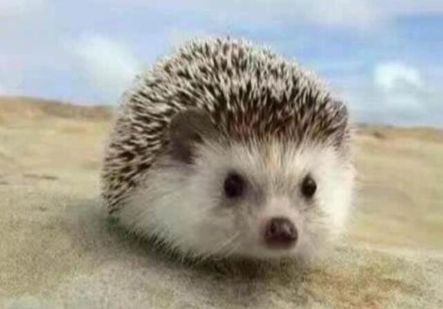 刺猬唯美句子文案