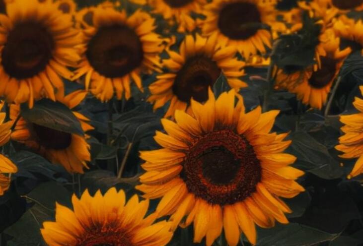 开心抒情的简短的句子文案