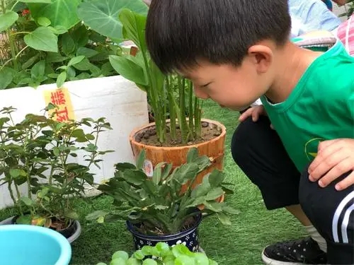 观察植物的一段话