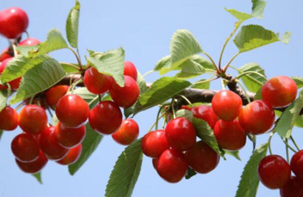 樱桃熟了的说说文案