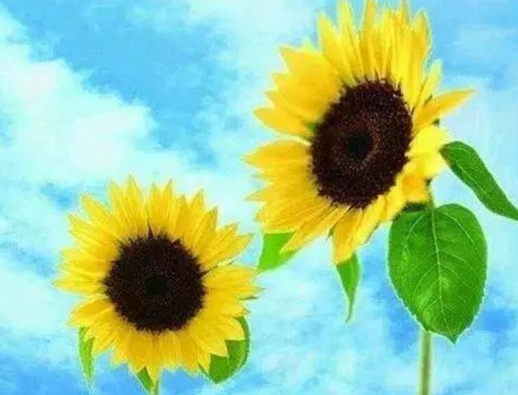 早上的问候语温馨的话