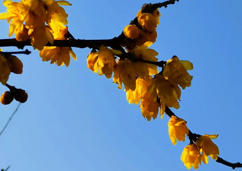 描写腊梅枝干优美句子文案