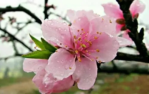 描写春天桃花的一段话