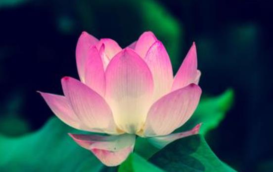 秒入夏快的句子文案