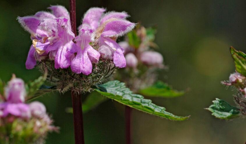 描写立秋诗句文案诗词