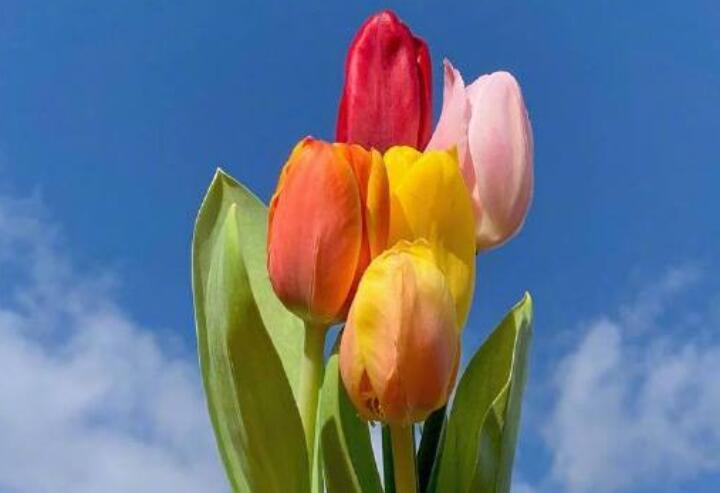 最新微信早安问候语大全