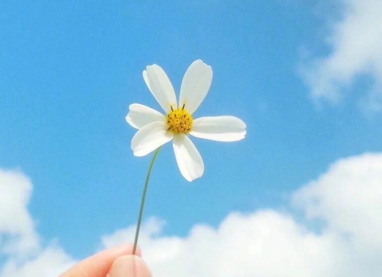 早上好的句子文案短语微信