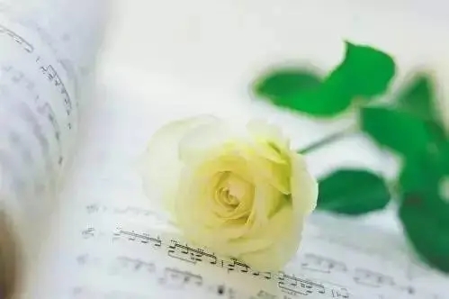 放下感情的句子文案