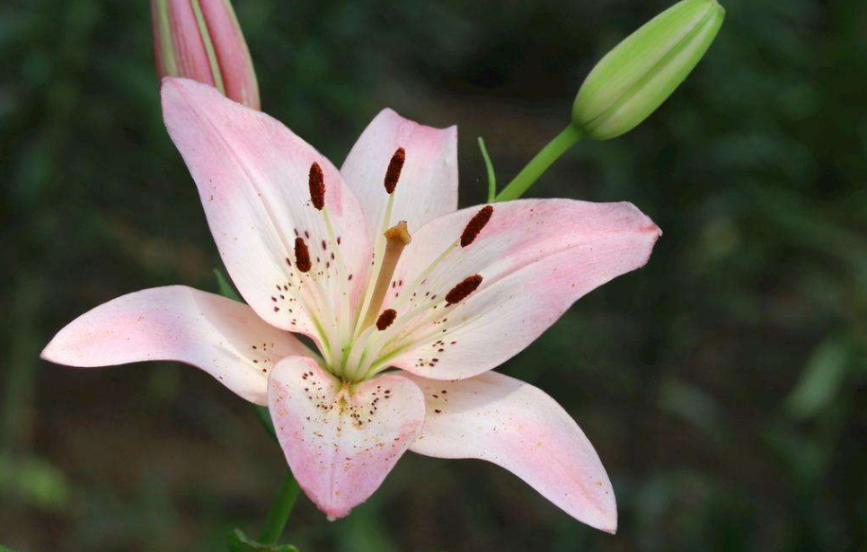 百合的诗词名句文案