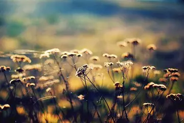 赞美立秋的唯美句子文案