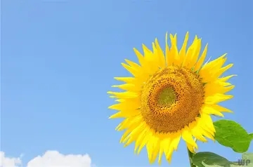 正能量健康的句子文案经典语句