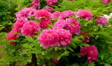 洛阳牡丹花的经典诗句文案