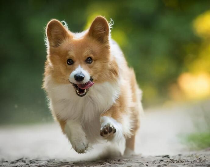 小狗的外貌描写