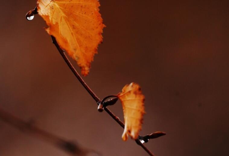冬季雨夜的唯美句子文案