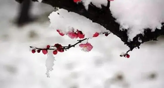 表示大雪的句子文案