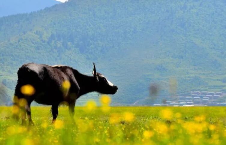 看草原的感慨经典语录文案