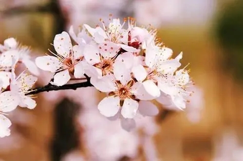 朋友圈发春天的说说文案