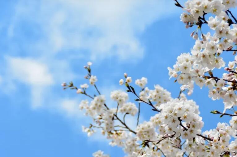 赞美花一句话10字