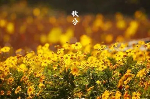 哪首诗描写秋分节气的诗
