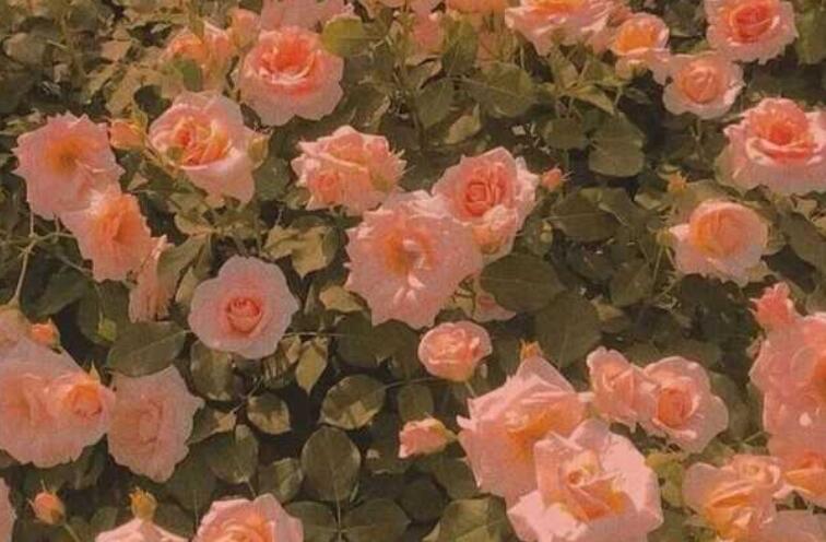 表白女生的短句子文案