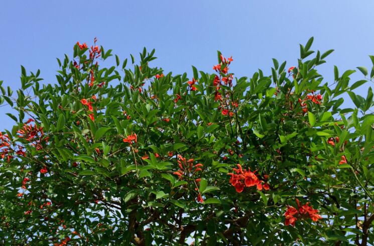 绿树和红花优美的句子文案