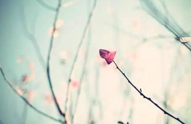 唯美说说文案2024