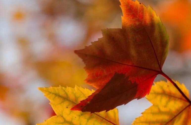 关于深秋的唯美句子文案