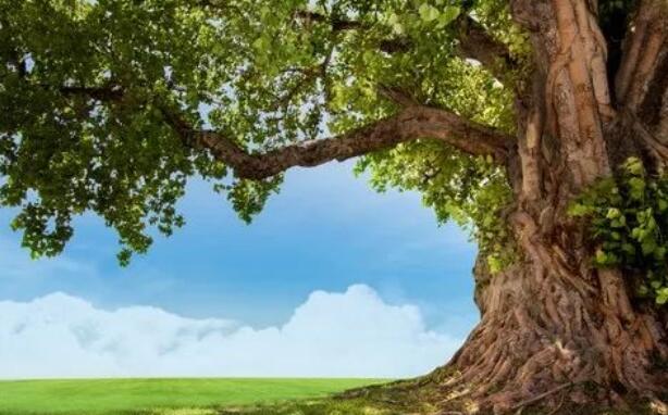 担当经典语录文案