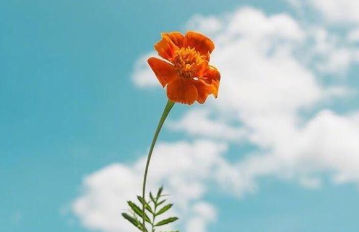 阳光心态正能量的句子文案2024