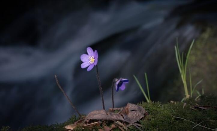 描写坚强的优美句子文案和事例