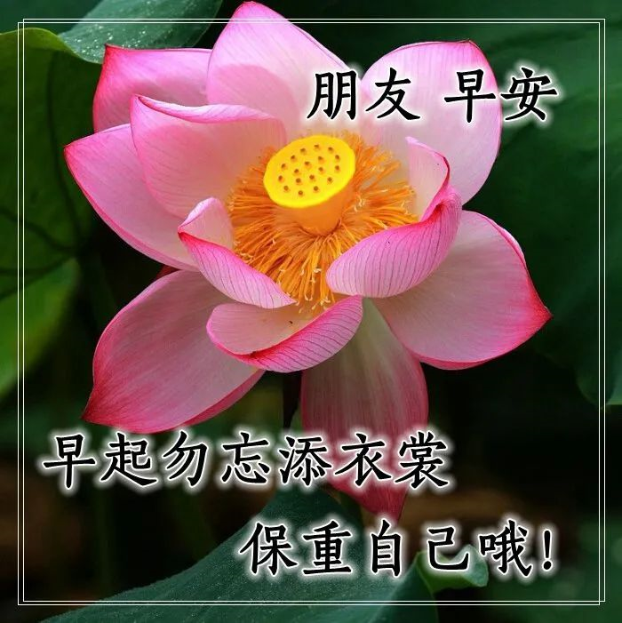 早上最亲切的问候语和图片