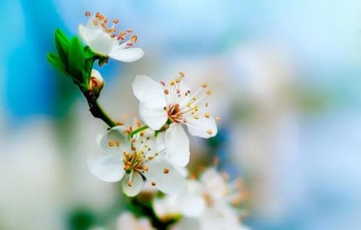 清明节追思寄语