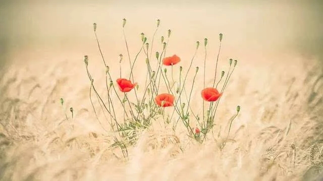 唯美句子文案优美