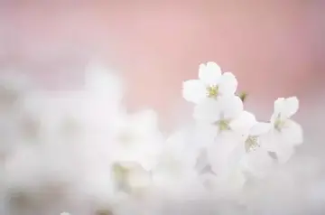 心灵美的唯美句子文案