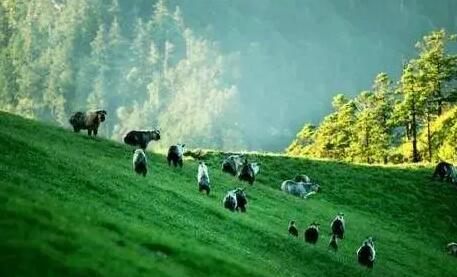 人与自然的和谐名言警句