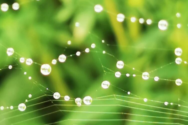 怎么形容蜘蛛网的句子文案