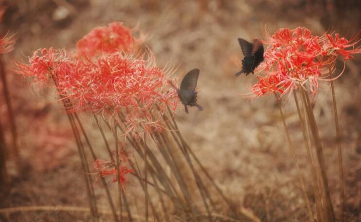 彼岸花古风句子文案霸气