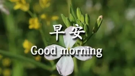 可爱的早安问候语