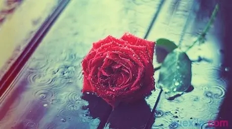 玫瑰爱情唯美句子文案