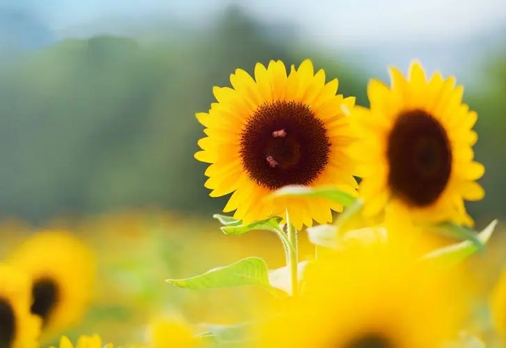 运气好的句子文案